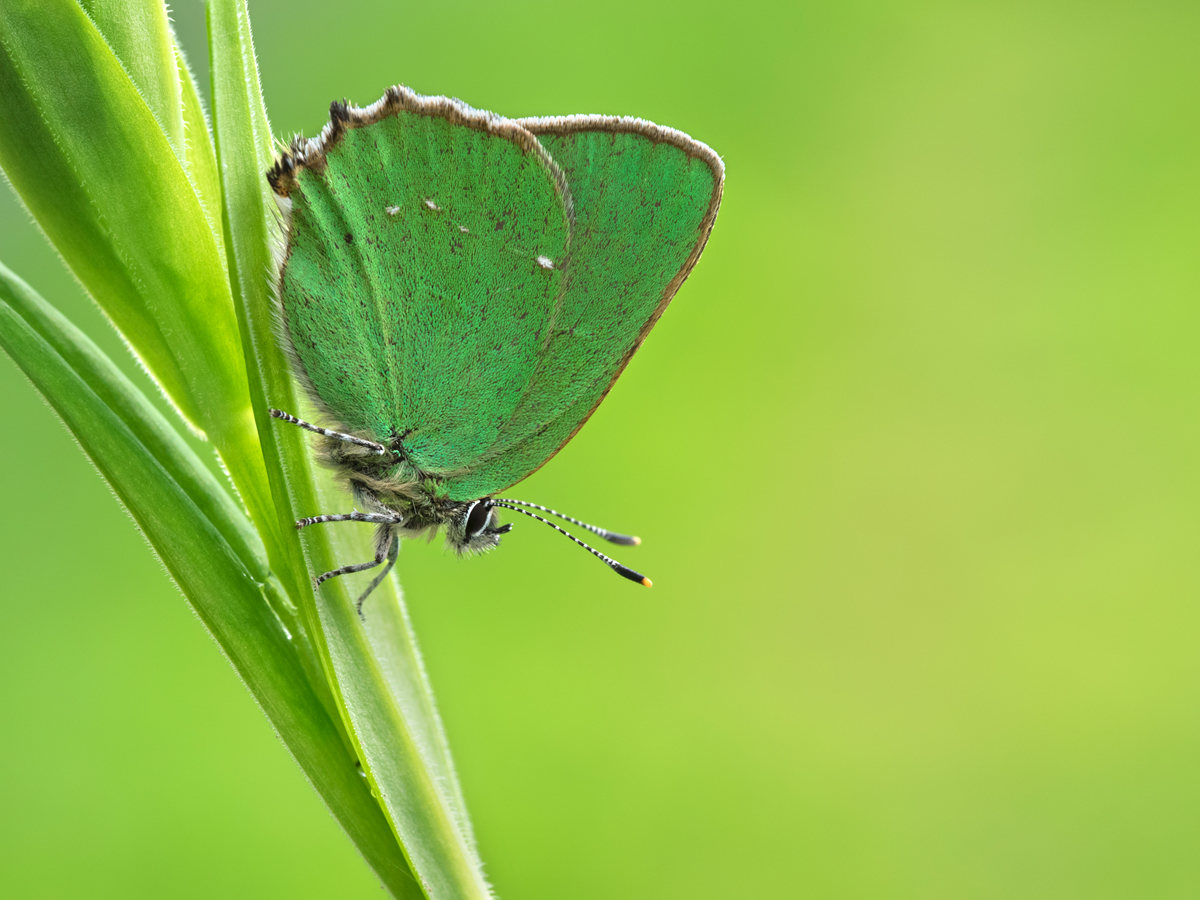 Green Hairstreak 5